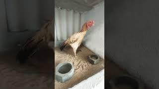 Sabari kattu tharai  loc kinathu kadavu ph 7094558241