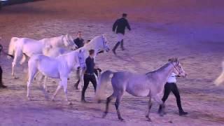 STUTTGART GERMAN MASTERS - Show - Araberherde Marbach