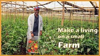 Capsicum Farming: I Make Ksh 100,000 a Month From a Small Greenhouse