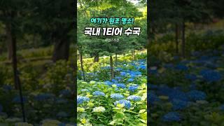 국내 원조 수국명소 추천