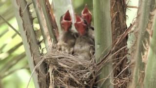 Birds of southern Israel - A sneak peak