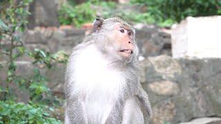 Monkeys Being Familiar With Living Beside Human Society 12 | Viral Monkey