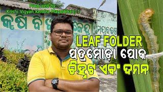 Leaf folder in paddy