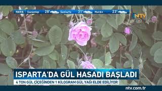 4 ton gülden 1 kg gül yağı elde diliyor (Gül hasadı başladı)