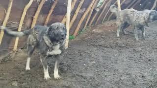 tiger color illyrian shepherd with short hair ( rare dog breed )