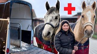 COOKI & GOLUM müssen in die KLINIK