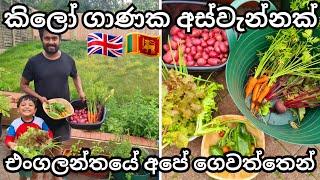 Massive Organic Garden Harvest UK | Life In UK | Summer Gardening | UK Sinhala Vlog | Lankans  In UK