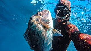 4 Tips on Spearfishing SNAPPER