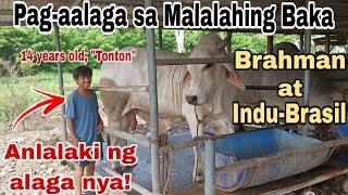 Part 1: Sistema ng Pag-aalaga ng Malalahing Baka ni Sir Alex Catapang | Kilalanin si "Tonton"