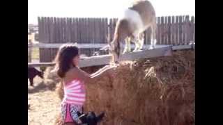 Goat feeding at TG Farms