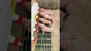 Newborn Piglets Nursing as Farmer Watches — Pure Farm Serenity