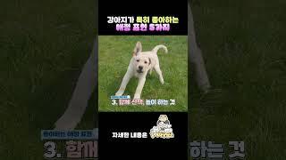 강아지가 특히 좋아하는 애정표현