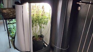 Strawberry Banana Auto Grow in VIVOSUN Vgrow ALL in 1 SETUP! EP. 4