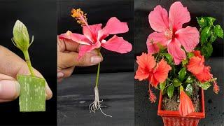 How To grow Hibiscus flower Plant & More Flower from Cutting / grow hibiscus in easy way