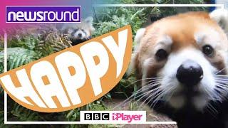 Happy News: Stories to make you SMILE | Newsround