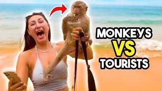 Monkeys VS Tourists  #compilation | CATERS CLIPS