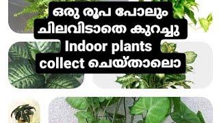 Plant hunting malayalam | Indoor plants hunting | Zero cost plant hunting | #indoorplants