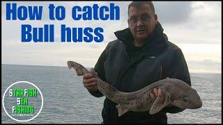 Bull huss fishing guide from the shore.