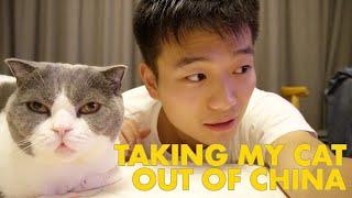 My last 10 days in China | Taking my cat out of China | why I decide to relocate