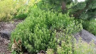 Candytuft (Iberis Sempervirens)