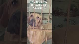 Fila Brasileiro Puppies available  #7550386167  #dog #graspkennels As Faithful As #FilaBrasileiro