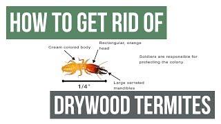 How To Get Rid of Drywood Termites Guaranteed- 4 Easy Steps