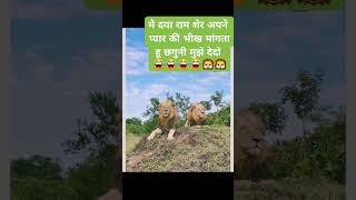 Sher #funny #comedy boys #funny #comedy Sher Ka Dil Ek Bhains ka propose