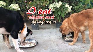 I eat chicken neck episode 330| By Dog Food TV