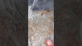 GBB swipes large worm, greenbottle blue tarantula, Chromatopelma cyaneopubescens, sneaky spider