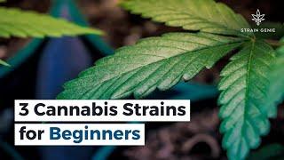 3 Cannabis Strains for Beginners