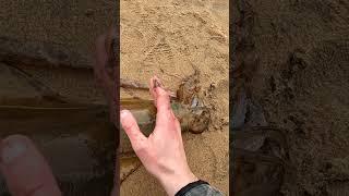 Squid Karate Chop KO  #fishing