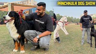 Panchkula (Haryana) Biggest Dog show Mountain Bernese Dog