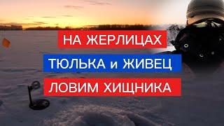 СУДАК на ТЮЛЬКУ и ЖИВЦА! РЫБАЛКА с НОЧЁВКОЙ. ЛОВИМ ЖЕРЛИЦАМИ.