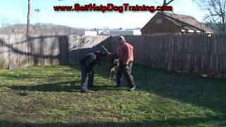 How to Train a Protection Dog to Hit Hard (K9-1.com)