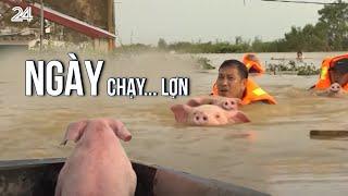 Ngày chạy... lợn | VTV24