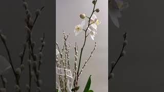 Easter Orchid Arrangement with a white bow. Viva Orchids in Boca Raton