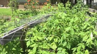 Minute Gardening - Everbearing Raspberries