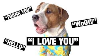 My Dog Speaks Perfect ENGLISH!