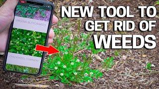 Visually Identify Weeds in Your Lawn Using your Phone - What kind of weed is that?