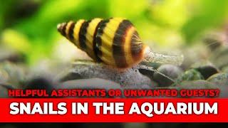 Aquarium Snails: Essential Cleaners or Unwanted Pests?