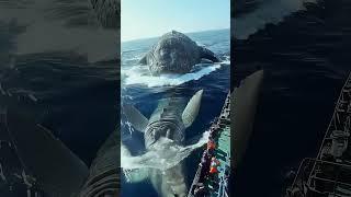 Встреча с двумя морскими чудовищами. Что это было?