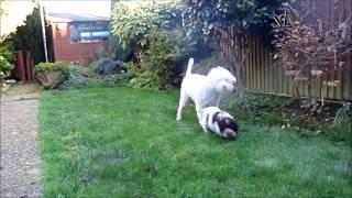 Daisy The Lagotto's  first few days with her new family and friends 9th - 11th Nov 2012