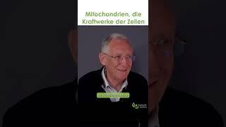 Mitochondrien - die Kraftwerke in den Zellen