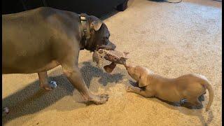 Pitbull Brothers Fight Over A Toy