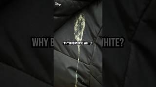 Why Bird Poop is White #shorts
