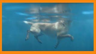 Dog Swimming Teaching Demonstration of how to kick the body under the water surface dog crawling