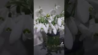 olimind snep product and snowdrops