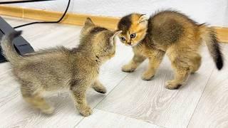 The kittens fight until the mother cat calls them to calm down