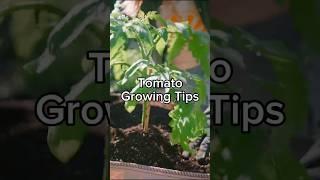 Tomato Planting Tips
