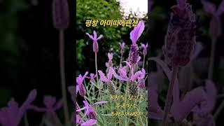 평창여행 평창펜션 보랏빛향기 프렌치라벤더 허브 식집사 아미띠에펜션 강원도여행 평창가볼만한곳 힐링여행 #평창여행 #평창펜션추천 #평창가볼만한곳 #허브 #여행